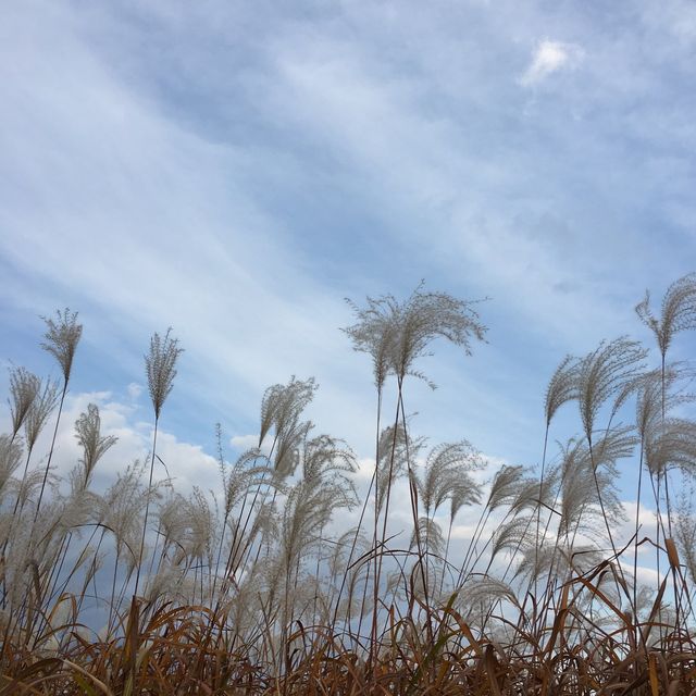 GRASS MAZE 🌾