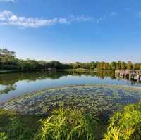 美麗如畫的濕地公園🏞