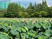 Deokjin Park Day View 