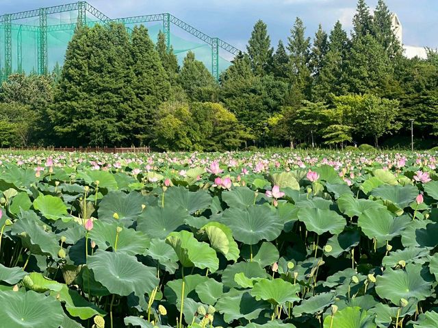 Deokjin Park Day View 