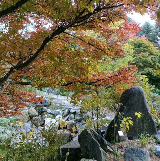 Garden with Fall colors 