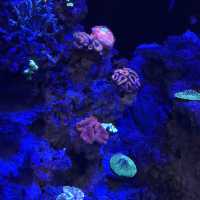 新加坡🇸🇬聖淘沙最大水族館‼️觀賞魚群好地方