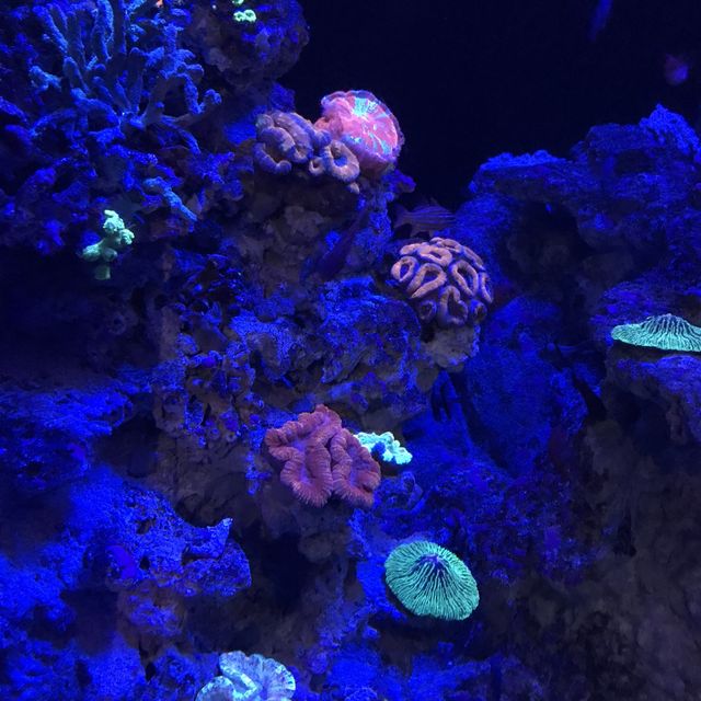新加坡🇸🇬聖淘沙最大水族館‼️觀賞魚群好地方