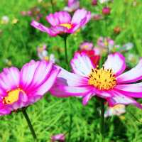 🌸 코스모스 향기 가득한 곳, 항몽유적지