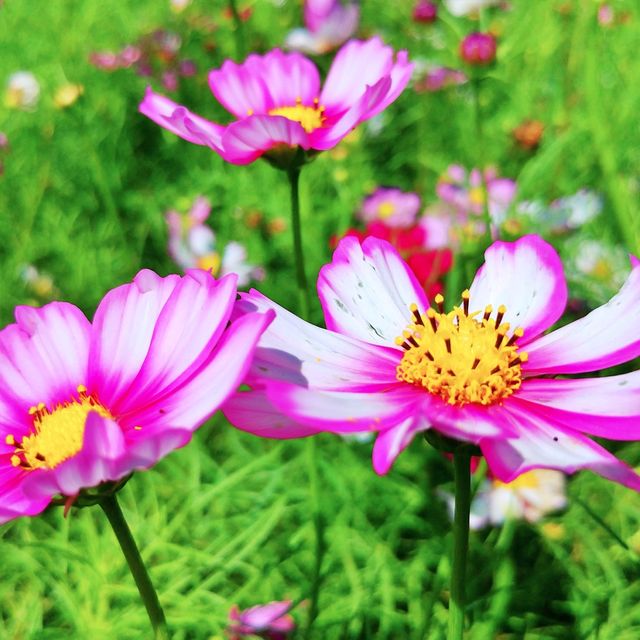 🌸 코스모스 향기 가득한 곳, 항몽유적지