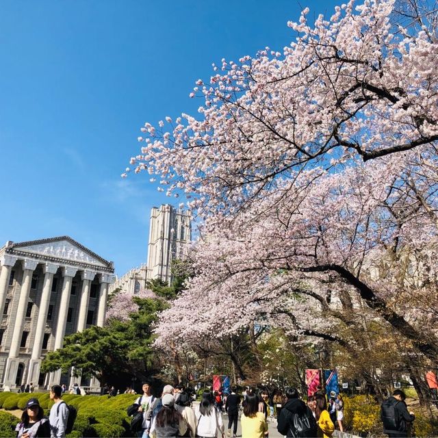 봄이면 개장하는 경희랜드🌸 경희대학교 | 트립닷컴 서울
