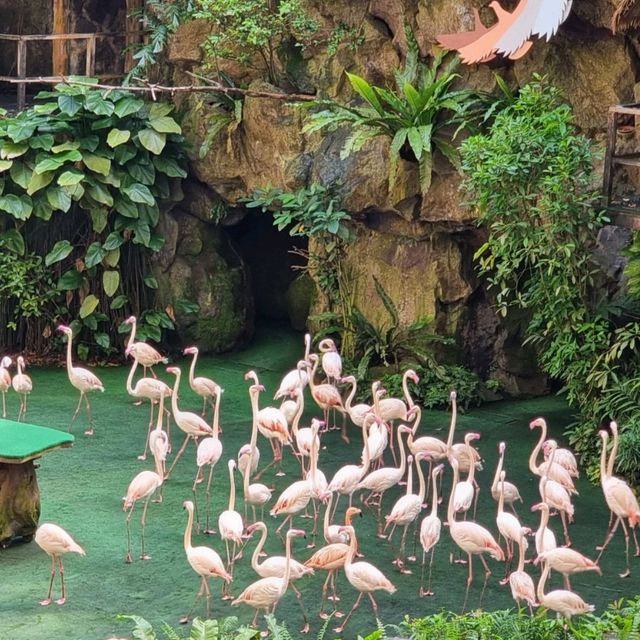 Jurong Bird Park, a flight to remember 