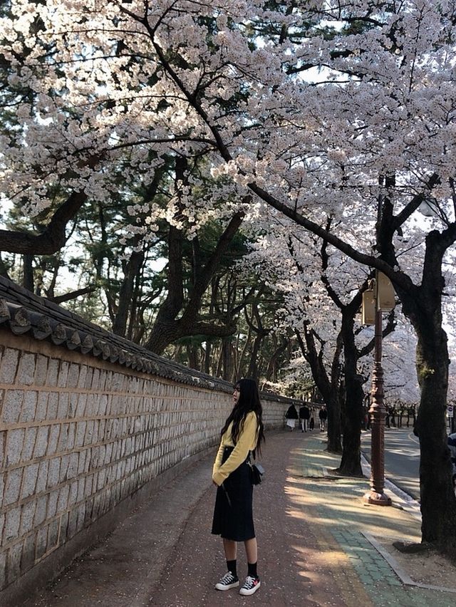 매년 봄에는 경주 대릉원돌담길에서 예쁜 벚꽃보기🌸