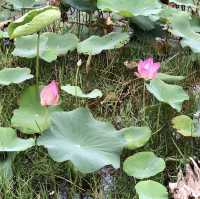 Lotus Lake - Mui Ne, Vietnam