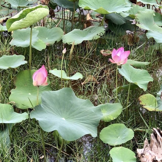 Lotus Lake - Mui Ne, Vietnam