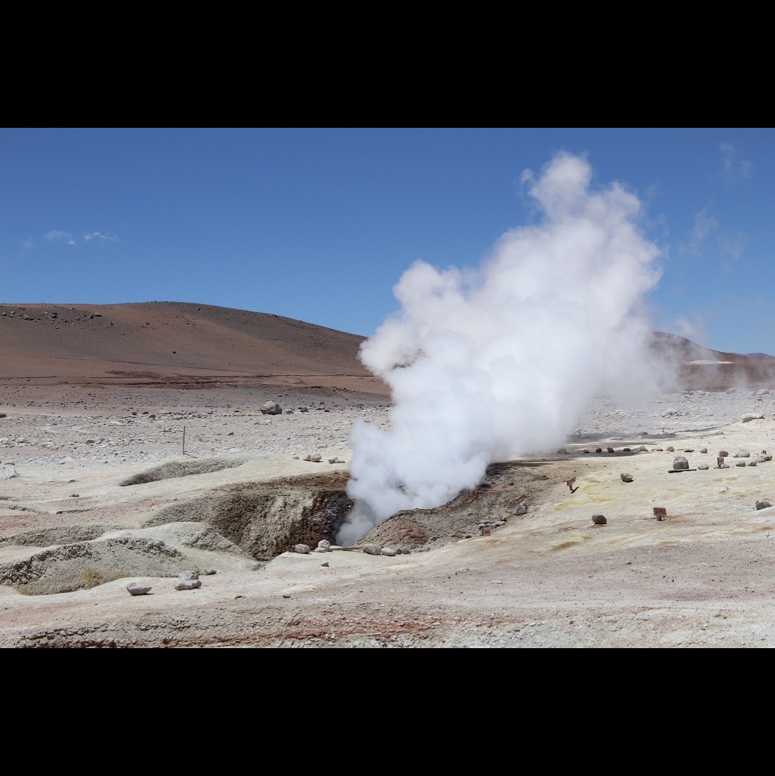 Rice Grass Of Atacama Desert