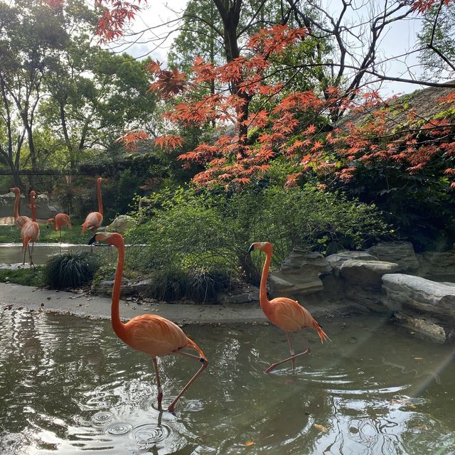 Best Zoo in Shanghai