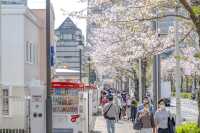 桜とコスモワールドと港
