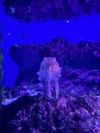 【沖縄】美ら海水族館