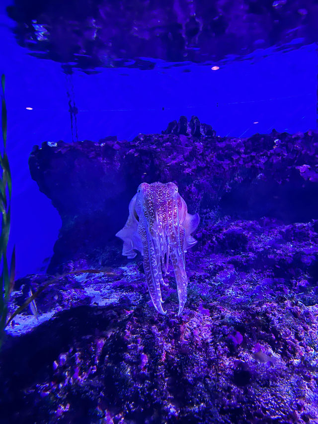 【沖縄】美ら海水族館