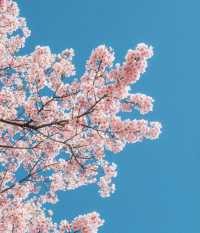 Tokyo Edogawa Bridge Cherry Blossoms 🌸