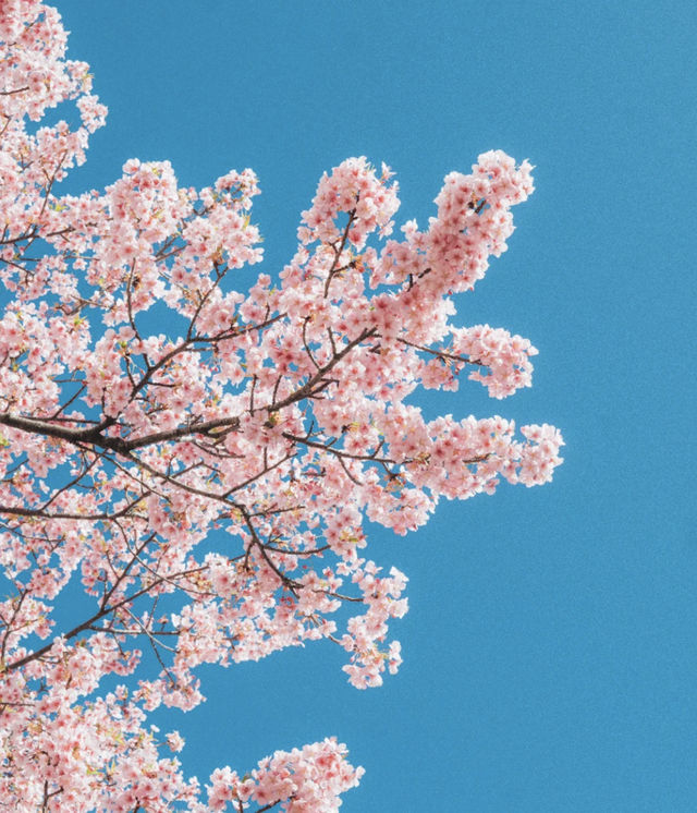 Tokyo Edogawa Bridge Cherry Blossoms 🌸