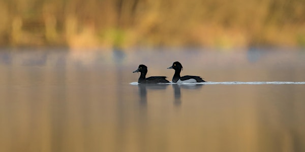 Short & Slow Birding Stroll - Nature Discovery Centre, Wednesday 11 June | Nature Discovery Centre