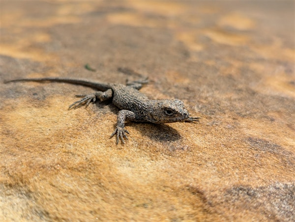 Reptiles of Western North Carolina | The North Carolina Arboretum