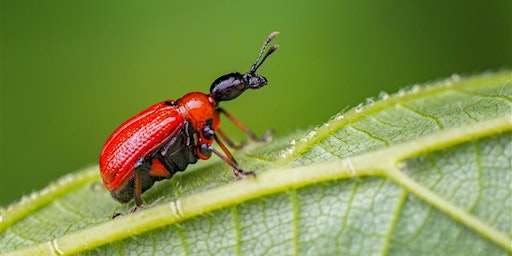 Macro Photography Workshop with Award-Winning Photographer Lee Frost | Middle Spernal