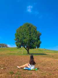 피크닉하고 인생샷찍기 딱 좋은, 올림픽공원 나홀로나무🌳