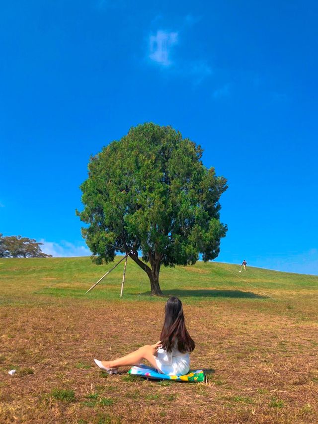 피크닉하고 인생샷찍기 딱 좋은, 올림픽공원 나홀로나무🌳