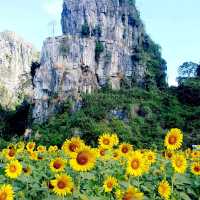 ทุ่งทานตะวัน@เนินมะปราง