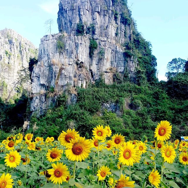 ทุ่งทานตะวัน@เนินมะปราง