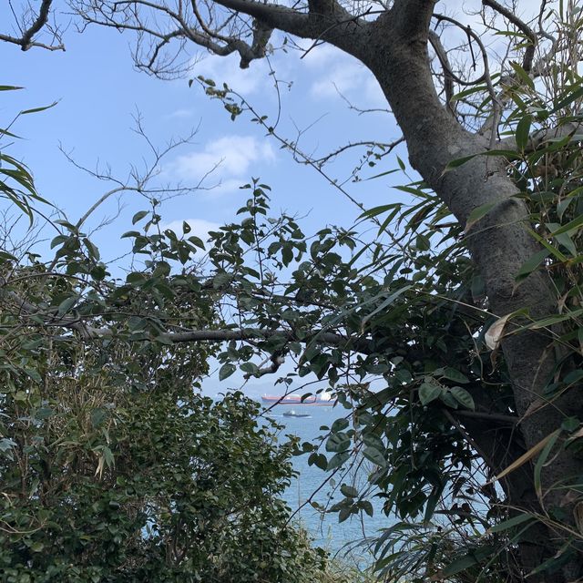 🌊🌺 여수 오동도에서 동백꽃+바다 가득가득 감상하기 🌺🌊