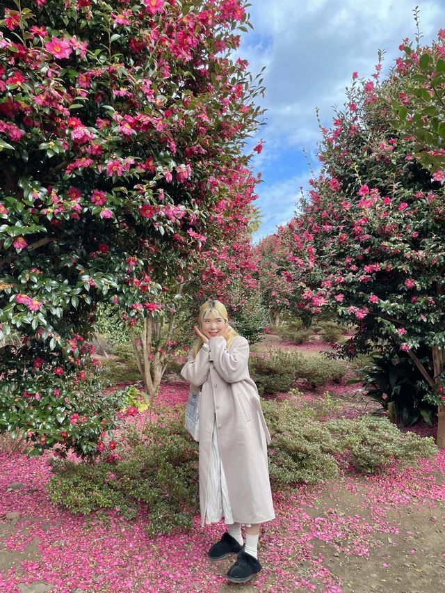 레드카펫 깔려있는 제주 동백 명소🌺