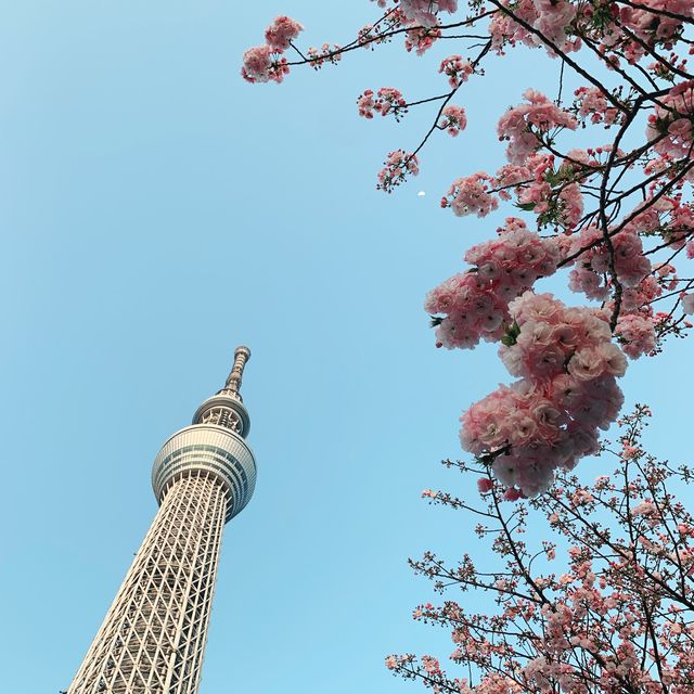 Tokyo Skytree and cherry blossom 