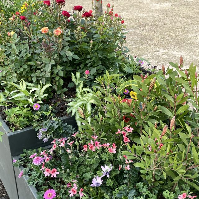 서울대공원에서 본격 꽃구경🌼