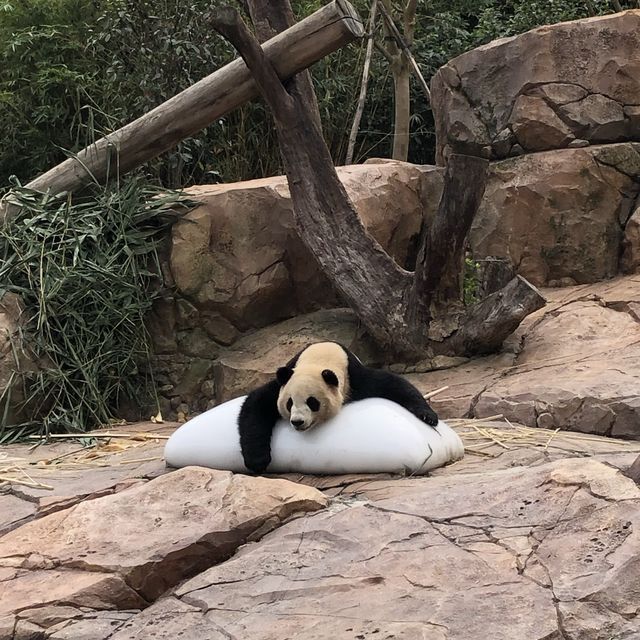 Impressive Safari Park