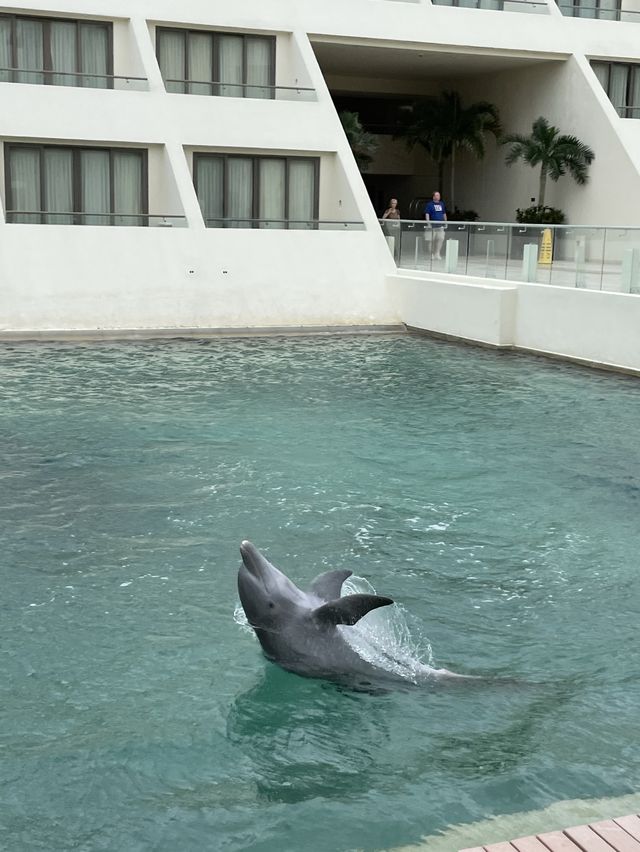 하얏트 지바 칸쿤 호텔인 돌고래가 살아요🐬
