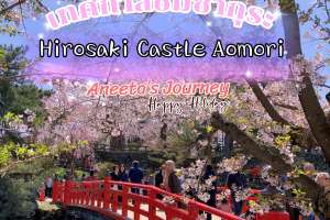 เทศกาลชมซากุระที่ปราสาท Hirosaki จังหวัด Aomori 