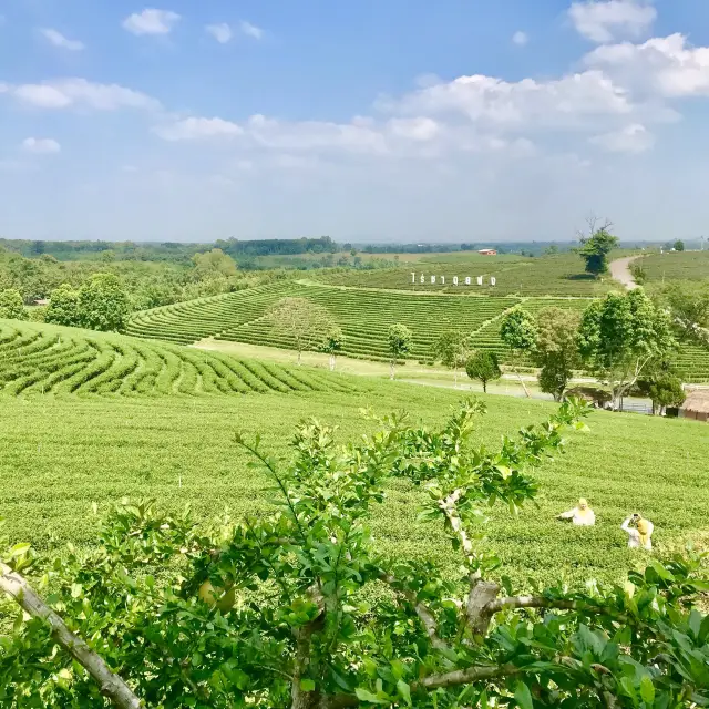 泰國清萊翠峰茶園