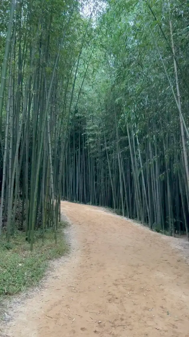 Hidden Beauty of Bamboo Forest