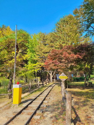 춘천 남이섬_단풍여행🍂
