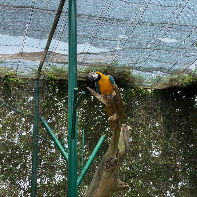 House Of Parrots 🦜 @ VinWonders Nam Hoi An 🇻🇳