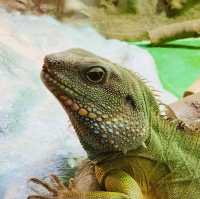 免費觀賞爬蟲類動物好地方