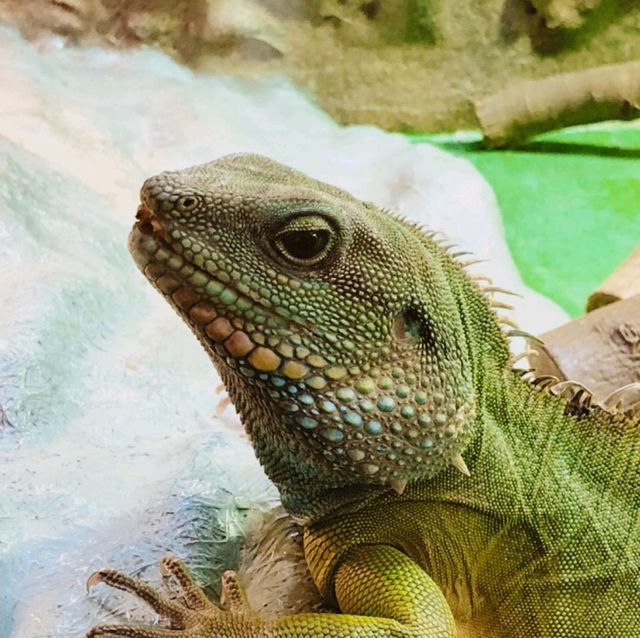 免費觀賞爬蟲類動物好地方