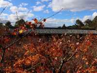 東福寺 · 紅葉