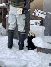 🇯🇵北海道-旭川動物園