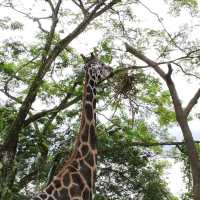 Campany Family Day @ Singapore Zoo