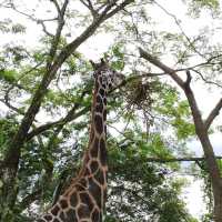 Campany Family Day @ Singapore Zoo