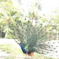 quiet relaxing staycation - Rawa island 