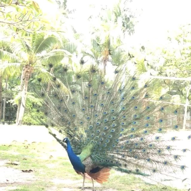 quiet relaxing staycation - Rawa island 
