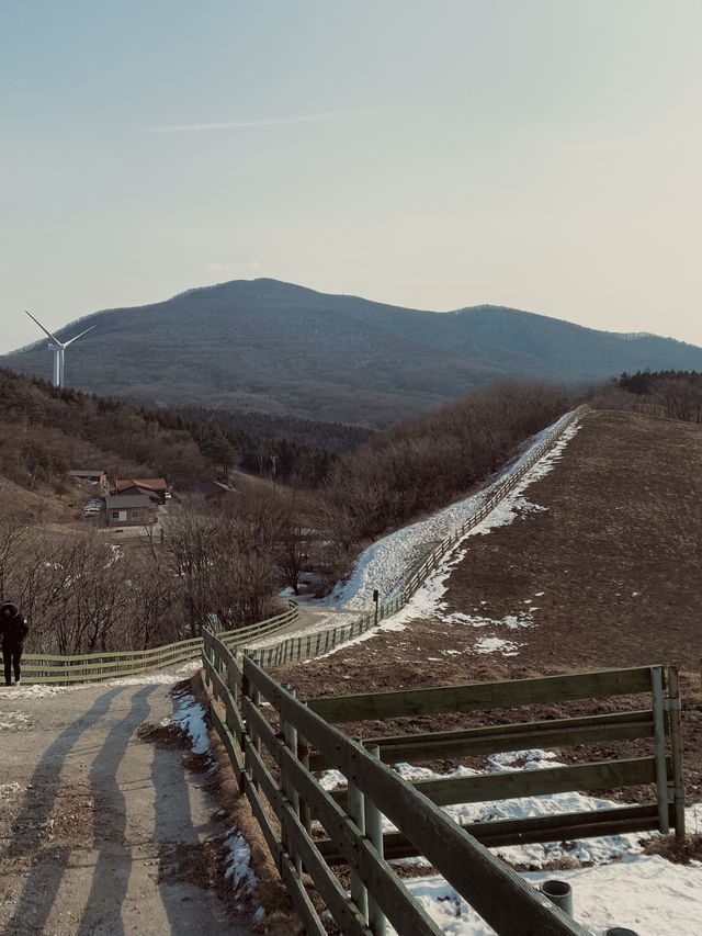 그림같은 겨울의 양떼목장