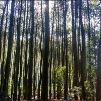 Wake Up in Nature
