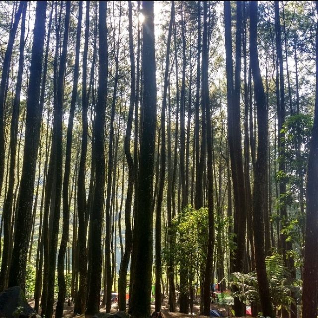 Wake Up in Nature